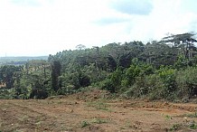 La SODEFOR aux trousses des clandestins de la forêt classée du Haut-Sassandra